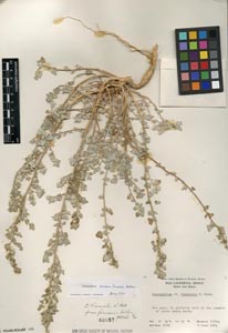 Herbarium Sheet of 